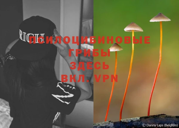 гашик Кодинск